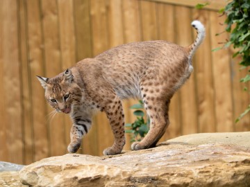 Lynx roux Marc.Photography.2020