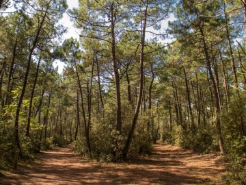 Forêt domaniale d'Olonne Antoine Martineau