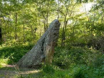 Le menhir, Forêt domaniale d'Olonne Antoine Martineau