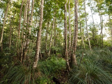 Les Bourbes, Forêt domaniale d'Olonne Antoine Martineau
