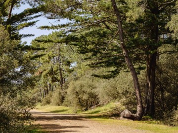 Le Chemin des Grands Chevaux, Forêt domaniale d'Olonne Simon Bourcier Vendée Expansion