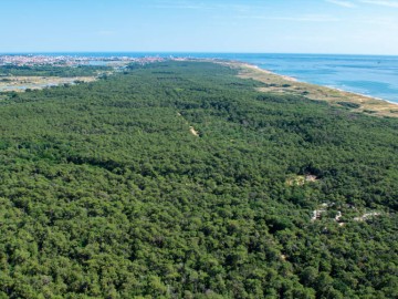 Forêt domaniale d'Olonne Antoine Martineau