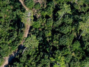 Forêt domaniale d'Olonne Antoine Martineau