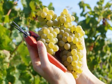 Domaine du Closel