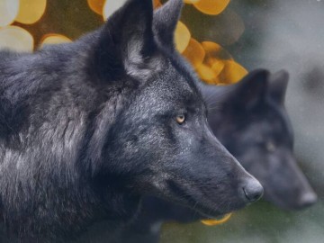 Loup Noir Vincent Robin