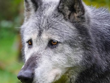 Loup Noir Vincent Robin