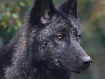 Loup Noir Vincent Robin