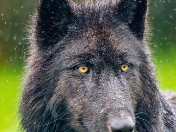 Loup Noir Christophe Brochard