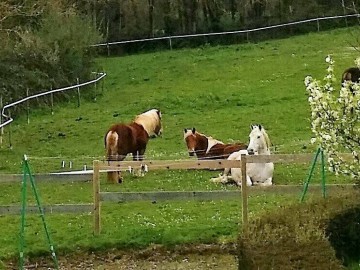 49744 - vue sur le parc Clévacances France