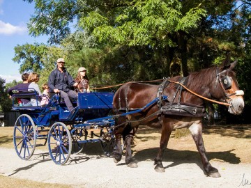 attelage_haras_vendee © David Fugere