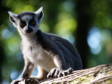 Bébé lémurien spaycific'zoo