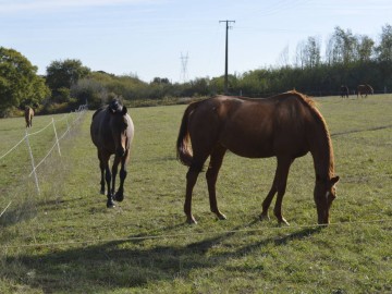 Bois_Tillac_chevaux Lycée Bois Tillac