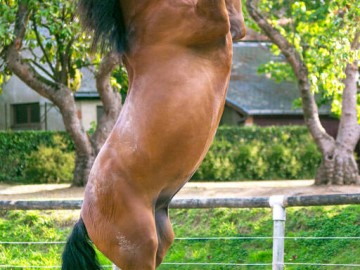 cavalerie_cheval_haras_vendee © David Fugere