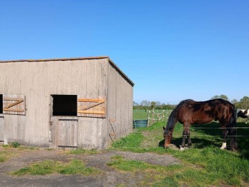 chevaux gite de l' etrie