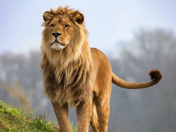 DEEMA ZOOBDD