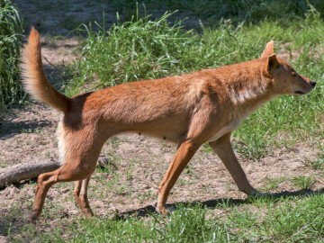dingo SPAYCIFIC ZOO