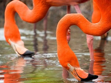 Flamants-de-cuba-ZoodesSables-S-Silhol