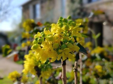 fleur gite de l' etrie