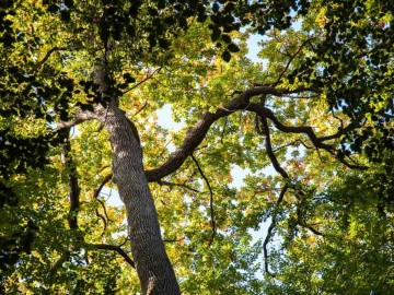 foret-de-berce-sarthe ©Jean-Philippe-BERLOSE-CEMJIKA