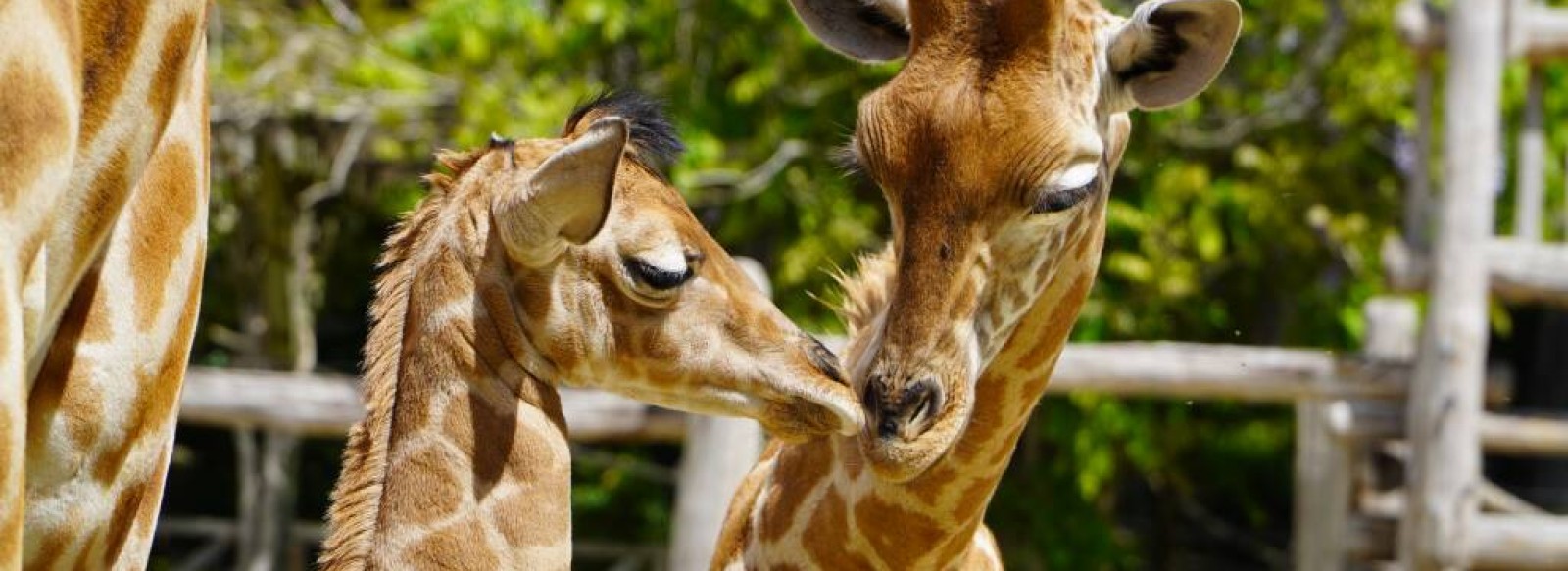 Zoo de La Fleche