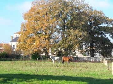 Les chevaux_18 Gîtes de France Vendée