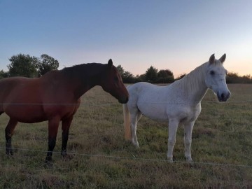 Les chevaux: Paris et Hadan_33 Gîtes de France Vendée
