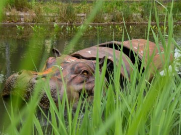 Hippopotame © Destination La Roche-sur-Yon