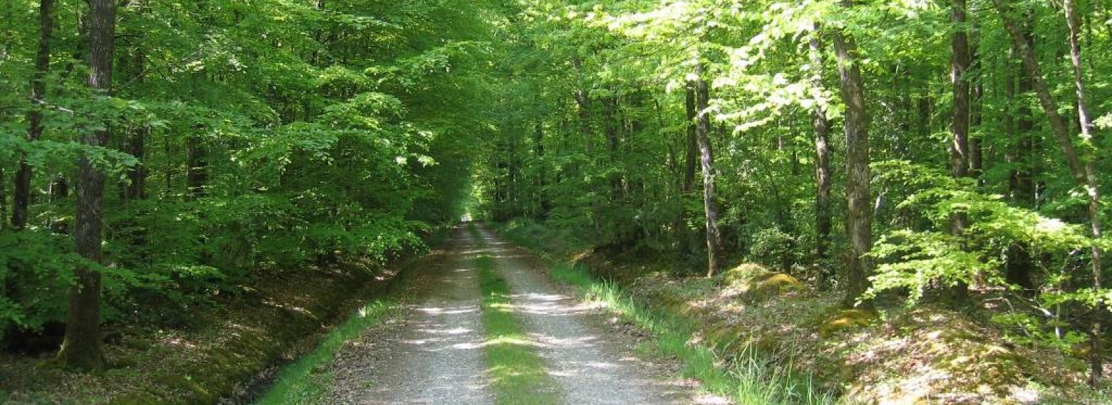 FORET DU GAVRE
