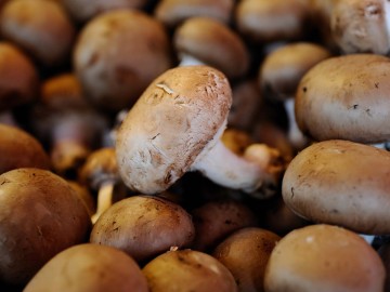 Musee-du-Champignon_Saumur