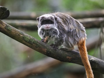 Primates C.GARANS GARANS Cecile