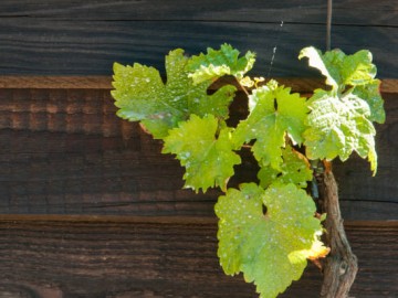 Rando-vigne-Chahaigne-2013-Stevan-LIRA--16- Stevan Lira