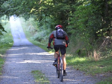 Forêt de Mervent
