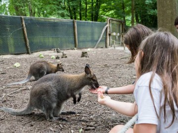 Spaycific' Zoo- Enclos des Wallaby Office de Tourisme Vallée de la Sarthe /Stevan