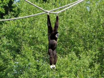 Gibbon-mains-blanches ©Spaycific'Zoo