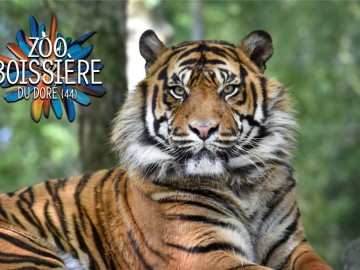 TIGRE 2023 ZOO BDD